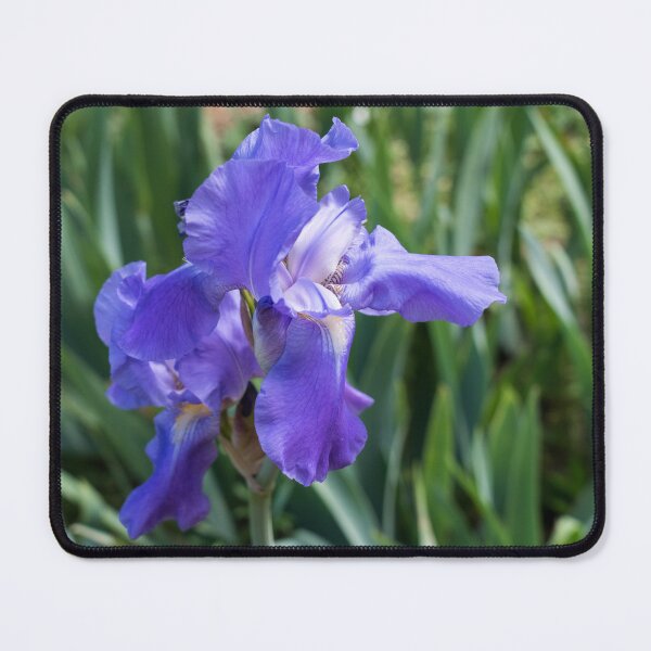 Item preview, Beautiful German Iris Bloom in Cobalt Blue designed and sold by Georgia Mizuleva.