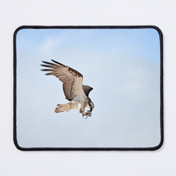 Item preview, Osprey flying with half a fish designed and sold by Doug Cliff.