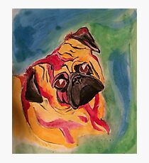 Edwin The Color Pug Photographic Print