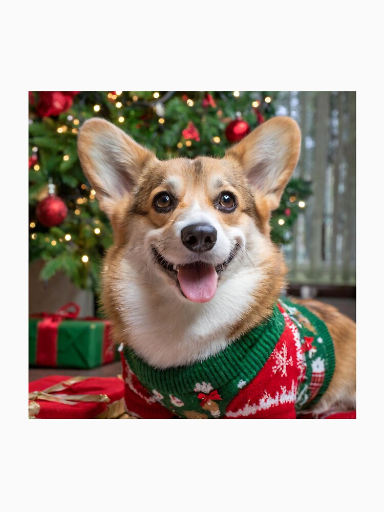 Welsh Corgi Dog in a Christmas Jumper