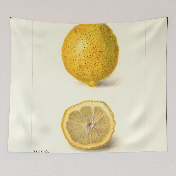 Item preview, Citrus limon, Lemon Scientific Vintage Illustration designed and sold by Lacasadellora.