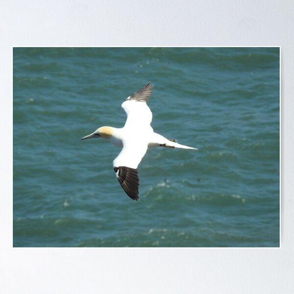 Item preview, Northern Gannet in flight over the sea designed and sold by TwistedClassics.