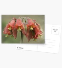 Cotyledon flower Postcards