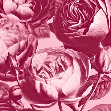 Artwork thumbnail, Garden Roses in Deep Raspberry Pink by studio2940