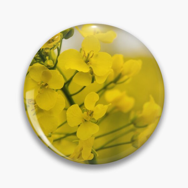 Item preview, Oilseed rape designed and sold by JEZ22.