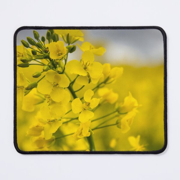 Item preview, Oilseed rape designed and sold by JEZ22.