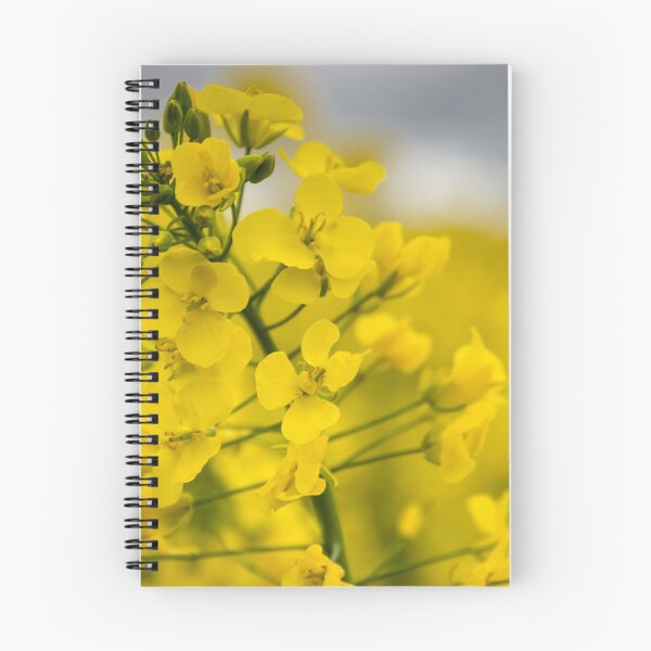 Item preview, Oilseed rape designed and sold by JEZ22.