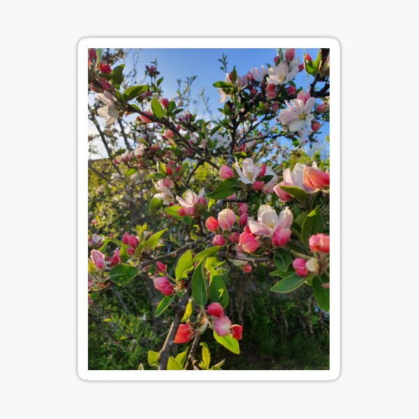 Item preview, Blossoming Apple Tree designed and sold by EndmostShip.
