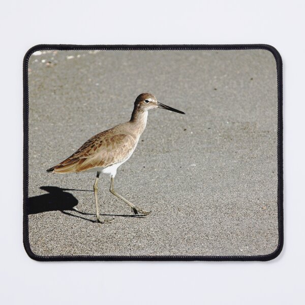 Item preview, Beach Willet designed and sold by Debbie Oppermann.