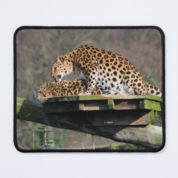 Item preview, Leopards basking in sunlight designed and sold by Madcreat.