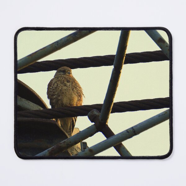 Item preview, At Dawn's Delight: The Kestrel designed and sold by Madcreat.