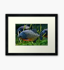 Blue Red Bellied Piranha Fish in Aquarium Framed Print