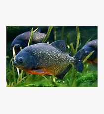 Blue Red Bellied Piranha Fish in Aquarium Photographic Print