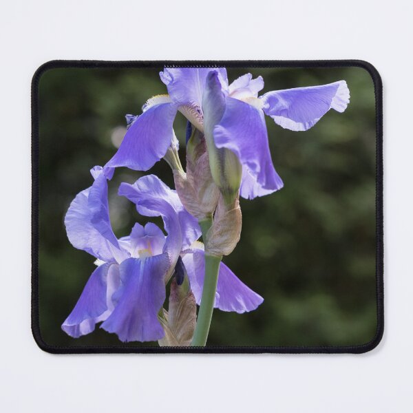 Item preview, Elegant Purple Iris in Bloom designed and sold by Georgia Mizuleva.