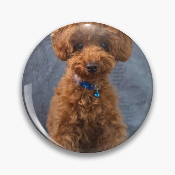 Aperçu de l'œuvre Caniche chiot mignon créée et vendue par E-saka.