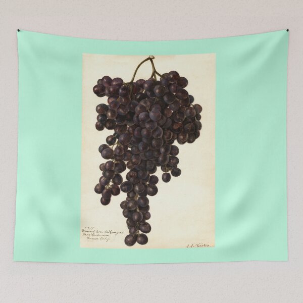 Item preview, Vitis Muscat Noir, grapes Scientific Vintage Illustration designed and sold by Lacasadellora.