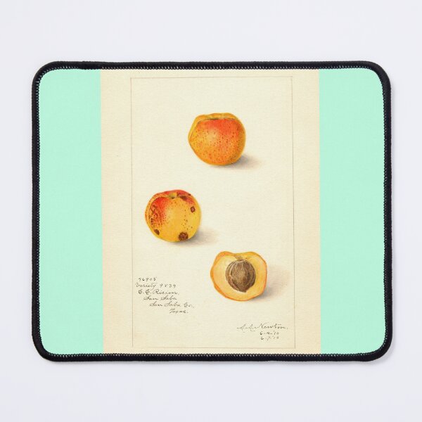 Item preview, Prunus persica, peaches Scientific Vintage Illustration designed and sold by Lacasadellora.