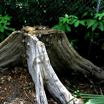 Artwork thumbnail, Tree Stump by INTERACTION