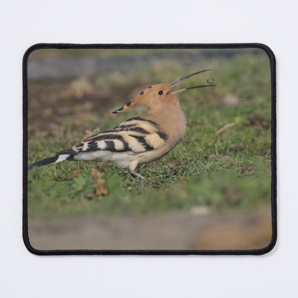 Item preview, Hoopoe designed and sold by LaurenTucker.