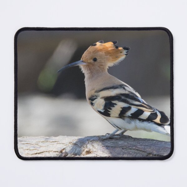 Item preview, Hoopoe designed and sold by LaurenTucker.
