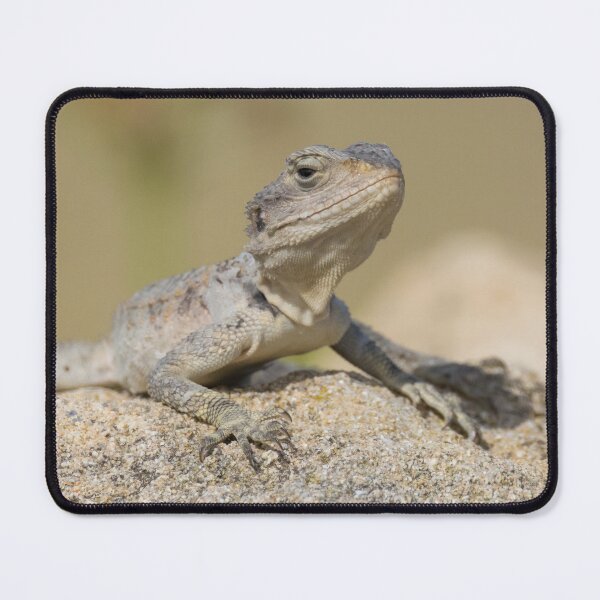 Item preview, Cyprus Rock Agama designed and sold by LaurenTucker.