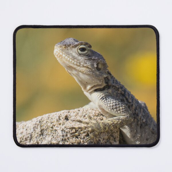 Item preview, Cyprus Rock Agama designed and sold by LaurenTucker.