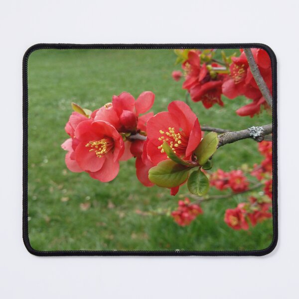 Item preview, Flowering Quince 1 original artwork designed and sold by paragonDesign28.