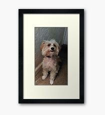 Chinese crested powderpuff dog Framed Print