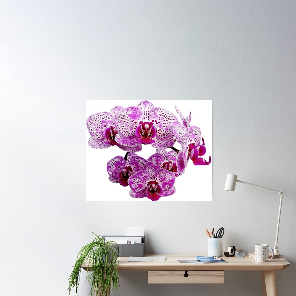 Neon Orchid I' Giclee Print - Sukhanlee