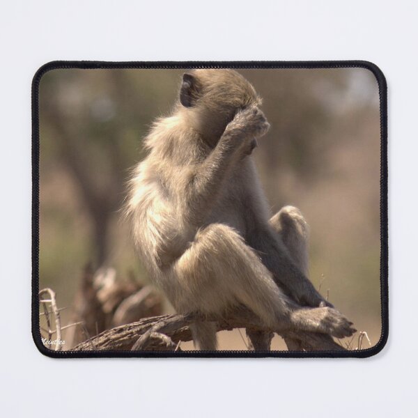 Item preview, THE WATCHING IS KILLING ME - THE CHACHMA BABOON - Papio ursinus designed and sold by Magriet Meintjes.