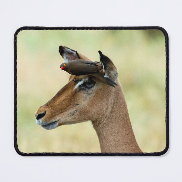Item preview, SMILE WE ARE ON CAMERA! - BLACK-FACED IMPALA _Aepyceros melampus petersi *Swartneusrooibok* designed and sold by Magriet Meintjes.