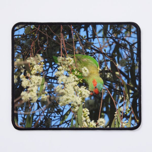 Item preview, A Musk lorikeet in the Barossa Bushgardens designed and sold by Claire L Page Photography.