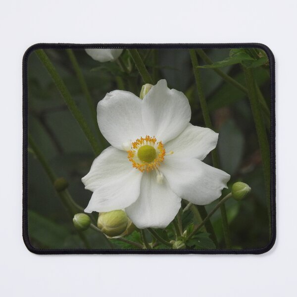 Item preview, White Japanese Anemone Flowers designed and sold by Claire L Page Photography.