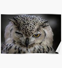 Winking Owl Poster