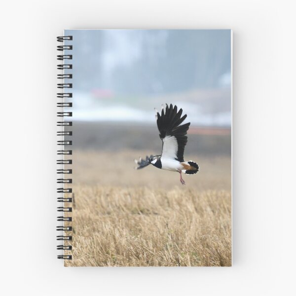 Item preview, Flap flap. Northern lapwing designed and sold by Jouko Lehto Photography.