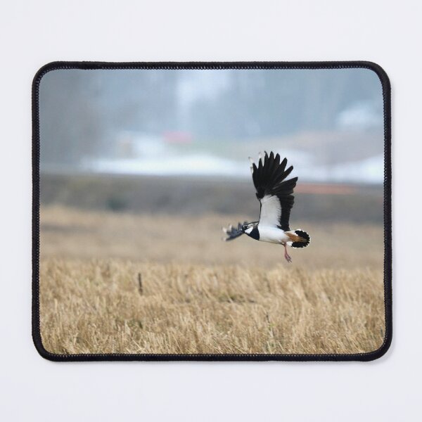 Item preview, Flap flap. Northern lapwing designed and sold by Jouko Lehto Photography.