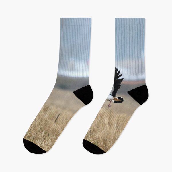 Item preview, Flap flap. Northern lapwing designed and sold by Jouko Lehto Photography.