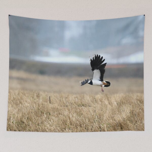 Item preview, Flap flap. Northern lapwing designed and sold by Jouko Lehto Photography.