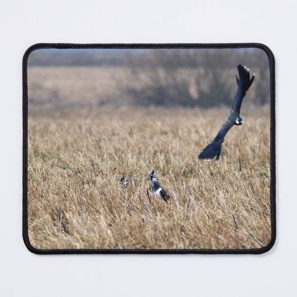 Item preview, Photobomber. Northern lapwing designed and sold by Jouko Lehto Photography.