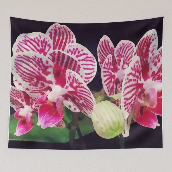 Aperçu de l'œuvre Orchidée phalaenopsis Taida petit zèbre créée et vendue par Susan Savad.