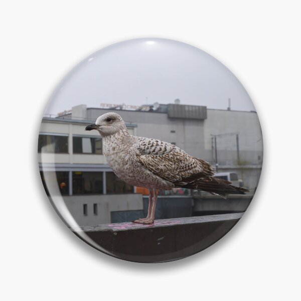 Item preview, Retrato de una gaviota. Riga 2024 designed and sold by Jouko Lehto Photography.