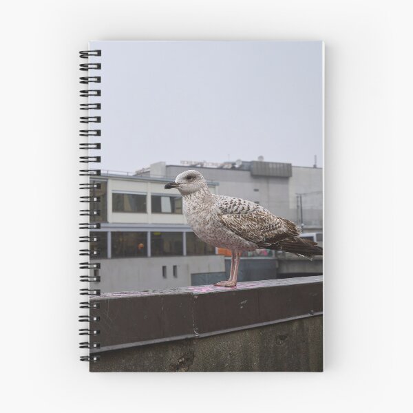 Item preview, Portrait of a gull. Riga 2024 designed and sold by Jouko Lehto Photography.
