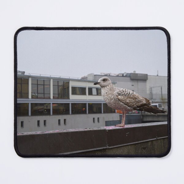 Item preview, Portrait of a gull. Riga 2024 designed and sold by Jouko Lehto Photography.
