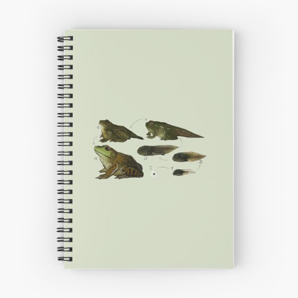 Item preview, Bullfrog life cycle designed and sold by Pogonarts.