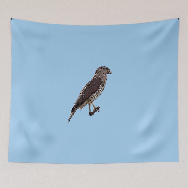 Item preview, Fasciated Snake Eagle Color Design designed and sold by designsasstultd.