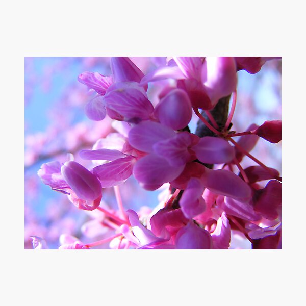 Item preview, blossom designed and sold by joedog.