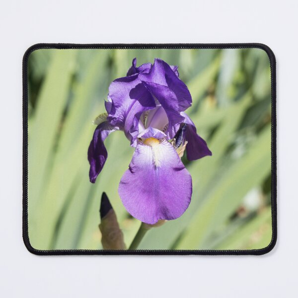 Item preview, A Vibrant Purple Iris Flower Against Soft Green designed and sold by Georgia Mizuleva.