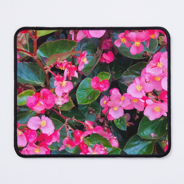 Item preview, pink and yellow shrub designed and sold by Pauline  Whitburn.