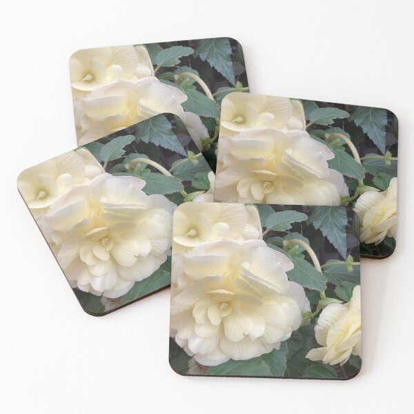 Item preview, cream begonia designed and sold by Pauline  Whitburn.