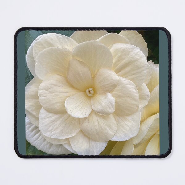 Item preview, white begonia front designed and sold by Pauline  Whitburn.